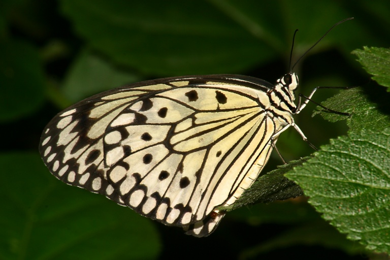 Paper Kite